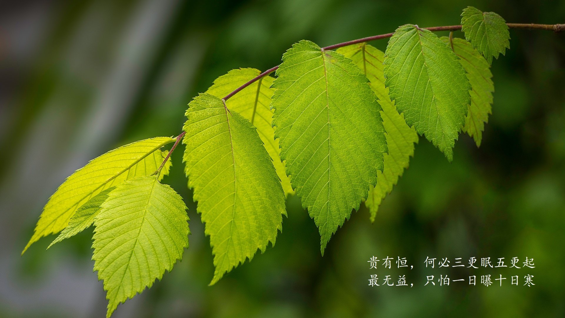 博卡难以摆脱拜仁的前场压制，博卡的主场在哪