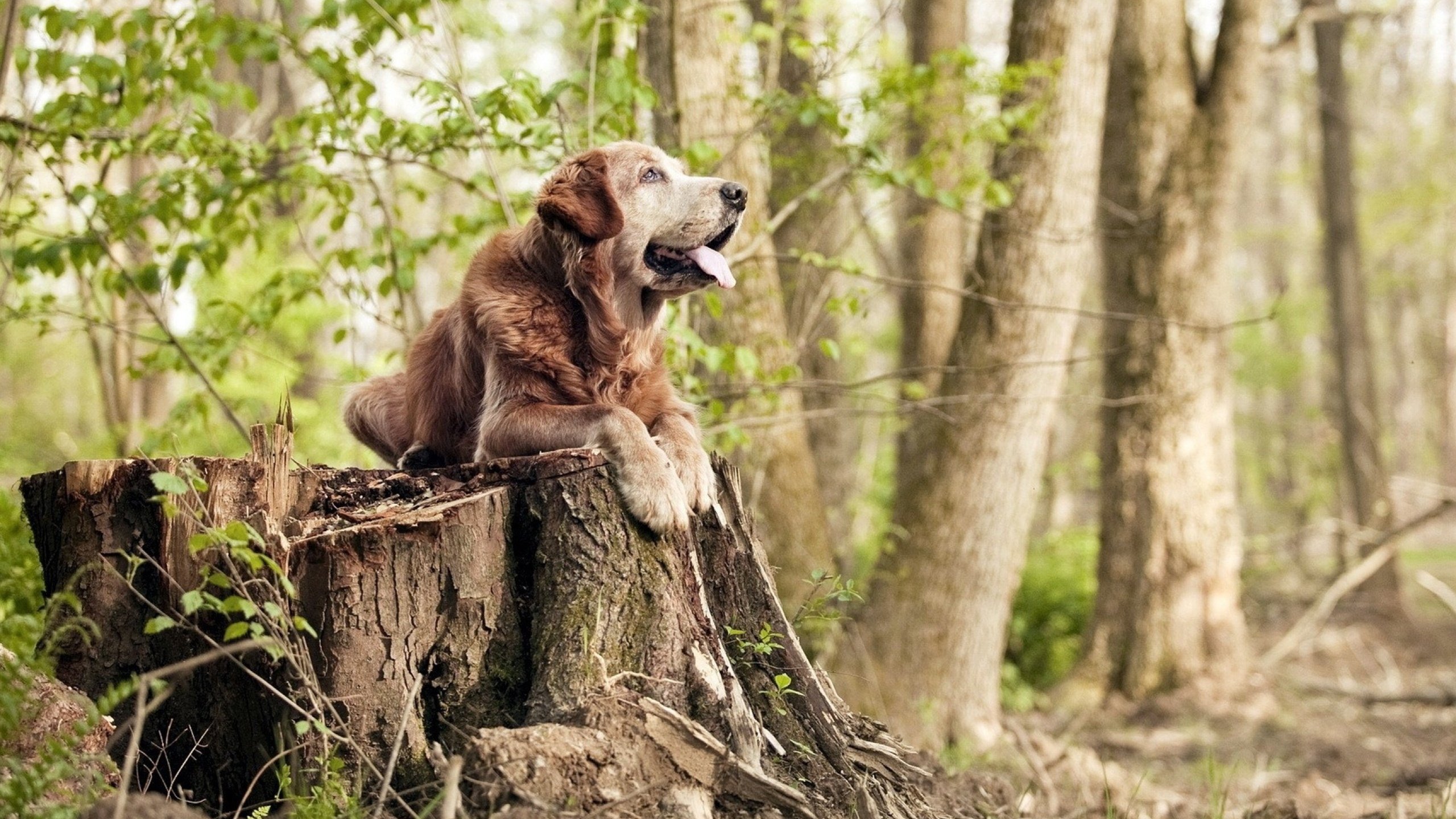 AYX SPORTS-法甲火热对抗:一点点努力换来胜利的喜悦,法甲的强队