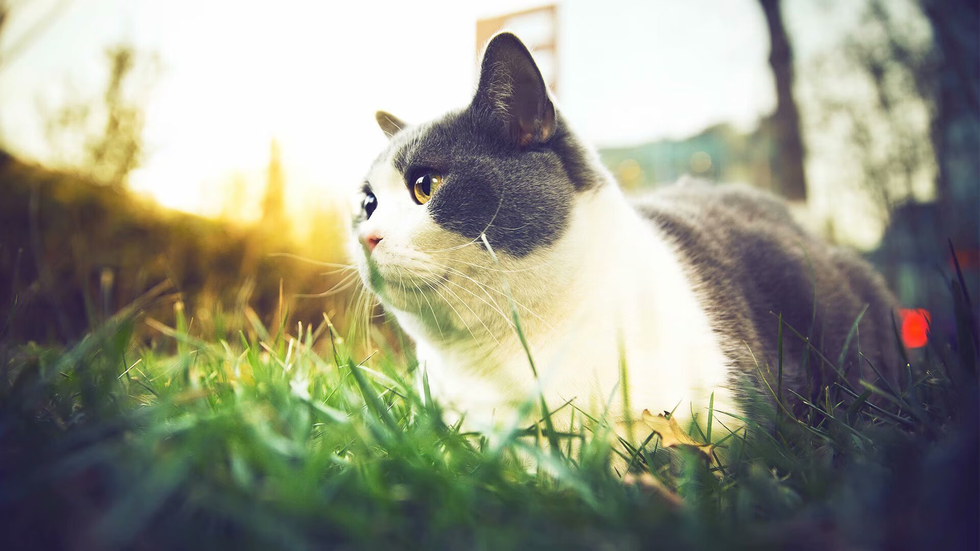 法甲火热对抗:一点点努力换来胜利的喜悦,法甲的强队