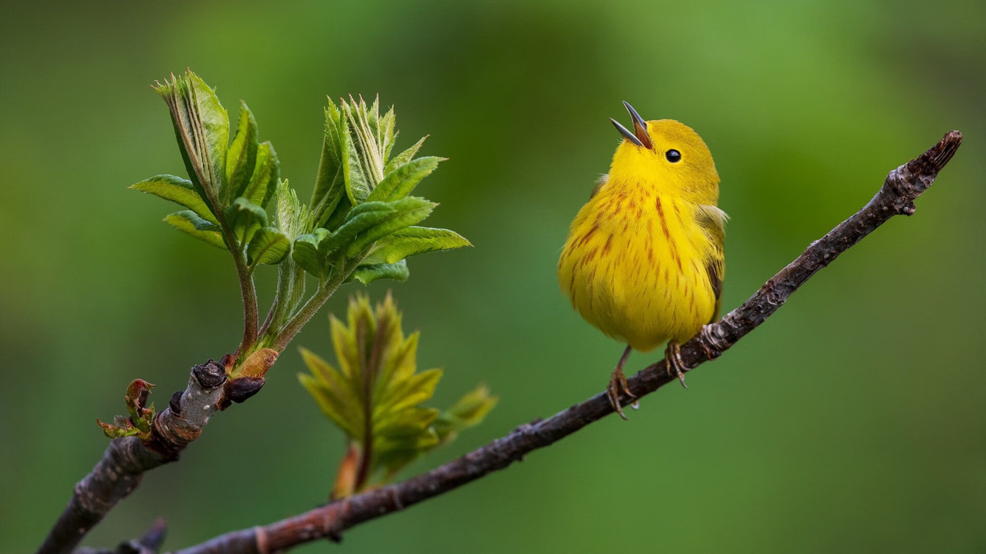 谷爱凌携手品牌支持乡村滑雪发展,谷爱凌滑雪运动员谷爱凌