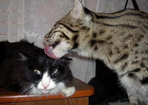 爱游戏电竞-跳水动作精准韩国稳步晋级,韩国跳水队员名单